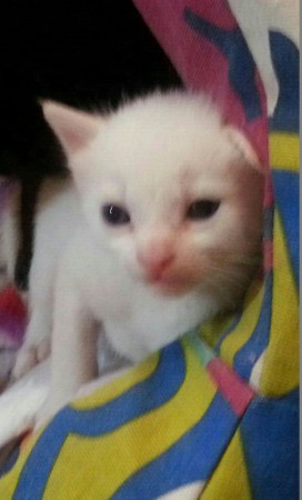 ADOPTADO
